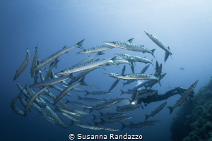 close encounter with barracudas in Ustica island by Susanna Randazzo 